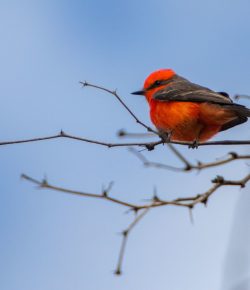 Learning To Love Bird Photography, Thanks To A ‘Competitive Collaboration’